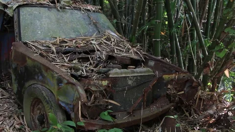 Old rusty car covered with fallen leaves next to bamboo thickets Stock Footage 77533625