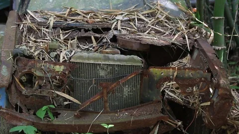 Old rusty car covered with fallen leaves next to bamboo thickets close up Stock Footage 77533668