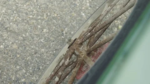 Old, rusty chariot wheel Stock Footage 80466004