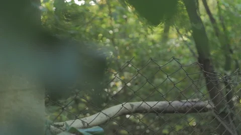 Old rusty fence between trees Stock Footage 163767516