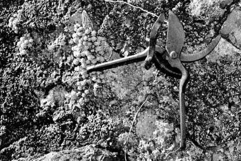 Old rusty garden shears leaning on an old wall Stockfoto's