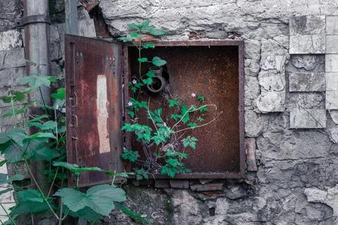 Old rusty hydrant with no hose and a green bush growing through it on a facade Stock Photos