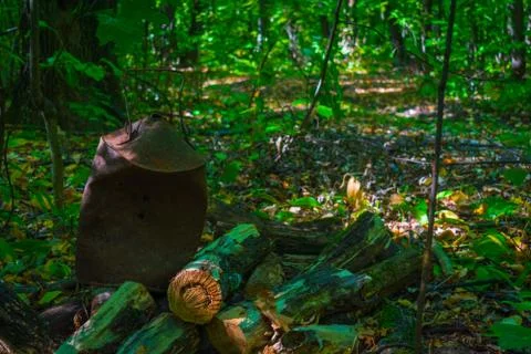 Old rusty jar on sawn logs in the woods Stock Photos