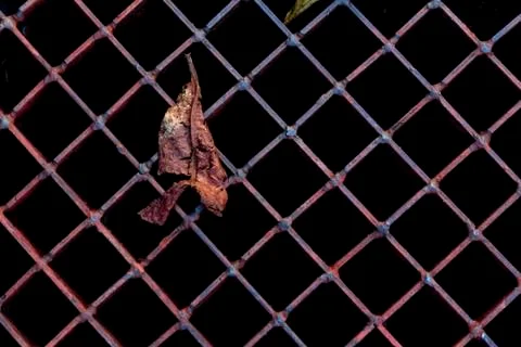Old rusty lattice Stock Photos
