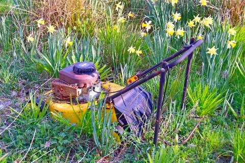 Old rusty lawn mower abandoned in overgrown grass with blooming yellow flower Photos