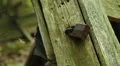 Old rusty lock on abandoned house. HD Footage