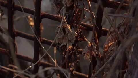 Old rusty metal grille in dry hop leaves Stock Footage 73954065