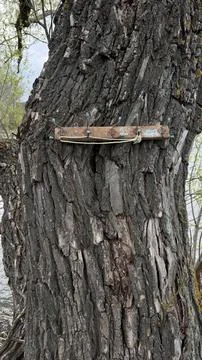 Old rusty metal hook rack attached to tree trunk outdoor Stock Photos
