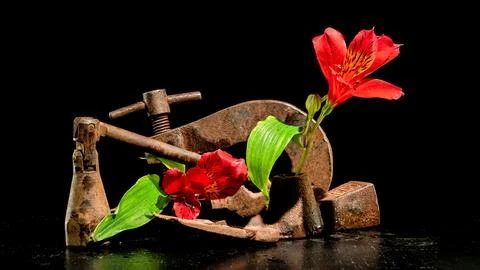Old rusty metal tool and red flower on a black background Stockfoto's