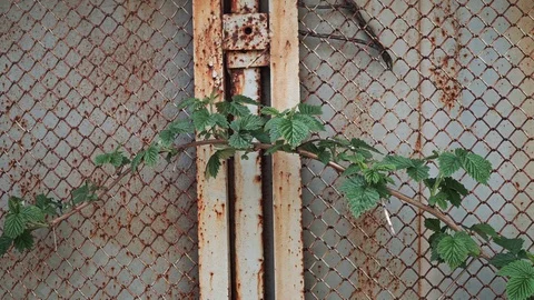 Old rusty metal wall growing flower. Stock Footage 128599409