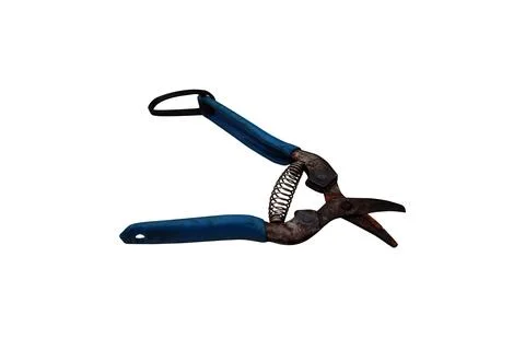 Old rusty pruning shears with blue handles and a spring mechanism Stock Photos