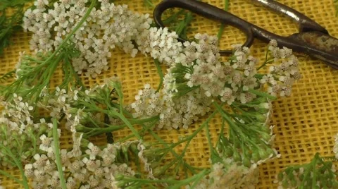 Old rusty scissors Stock-Footage 66680493