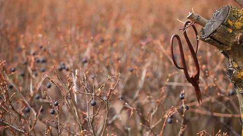 Old rusty scissors spring garden wild berries wind hd footage nobody Stock Footage 106069813