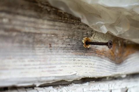 Old rusty screw stuck in weathered wooden plank with peeling white paint Photos