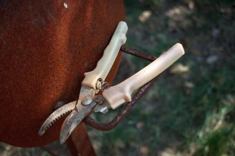 Old rusty secateurs pruning shears for working in garden, selective focus Stock Photos