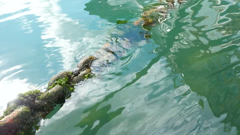 Old rusty ship chain in sea water. Video stock 98047466