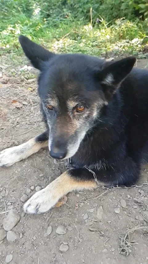 Old sad dog chained up Stock Footage 249601401