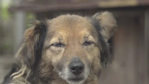 Old sad dog Stock Footage 132995856