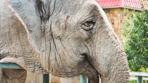 Old sad elephant resting its head on a fence in a zoo Stock Photos