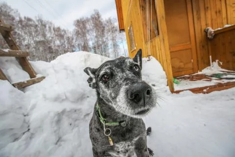 Old sad shepherd in the cold winter outdoors Stock Photos