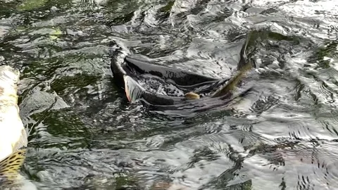Old Salmon fighting each other upstream 스톡 동영상 237494915