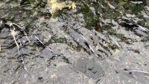 Old Salmon pooling at the bottom of a stream 스톡 동영상 237494924