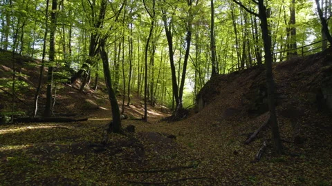 Old sandstone quarry - gorge in the forest 02 動画素材 287317550