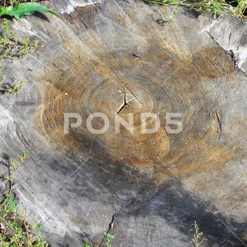 The old saw cut a large tree, darkened by time, age rings are visible. Natura Stock Photos
