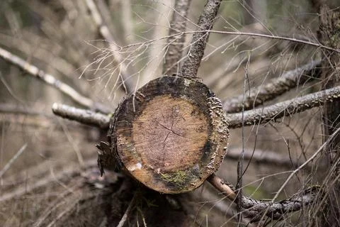An old sawed-down tree lying in the forest. Cracked old saw cut. Stock Photos