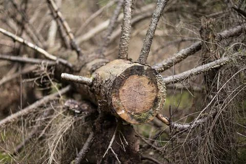 An old sawed-down tree lying in the forest. Cracked old saw cut. Spruce trunk Stock Photos