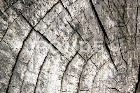 Old sawed off tree trunk showing age rings Stock Photos
