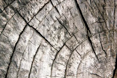 Old sawed off tree trunk showing age rings Stock Photos