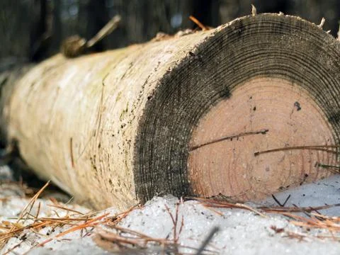 Old sawn pine timber on snow with annual rings Stock Photos