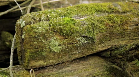 Old sawn timber Stock Footage 50491561