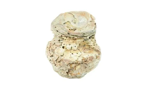 Old scallops, Sea shell isolated on white background Stock Photos