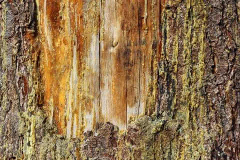 Old scar on a spruce Stock Photos
