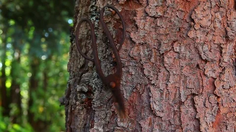 Old scissors tree background footage Stock Footage 94328267