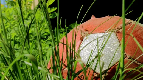Old scratched ball in high grass Stock Footage 39879359