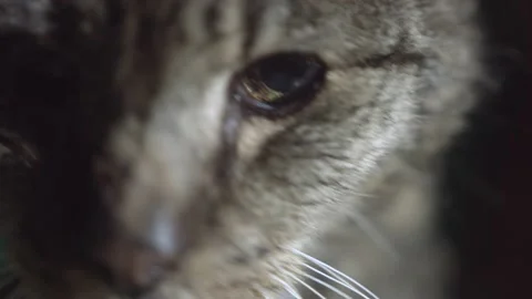 Old scruffy cat eye close-up Видео 171335750