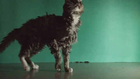 Old scruffy cat in front of green screen Stock Footage 171540682