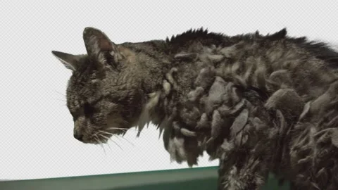 Old scruffy cat pan shot Stock Footage 171336113