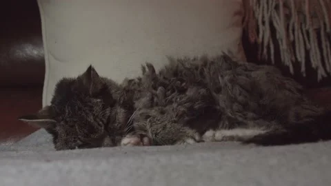 Old Scruffy cat Sleeping Stock Footage 171334519