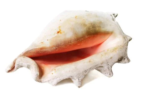 Old sea shell isolated on white background Stock Photos