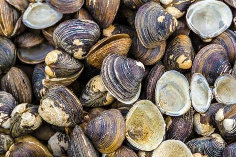 Old sea shell pattern, pisidium amnicum Stock Photos