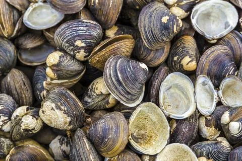 Old sea shell pattern (Pisidium) amnicum Stock Photos