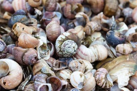 Old sea shells closeup Stock Photos