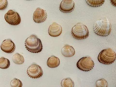 Old sea shells mounted on a white wall Stockfoto's