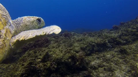 Old Sea Turtle face Close Up.Green Turtle Swimming.Cute Calm Marine Life Stock Footage 119516026