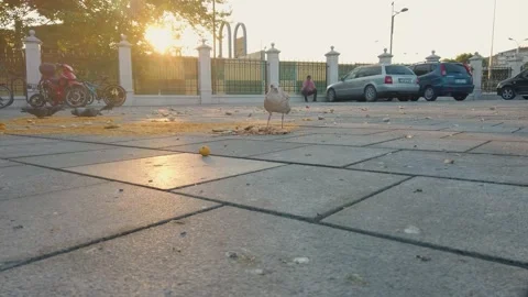 The old seagull must be fed in order not to die... Video stock 160180467