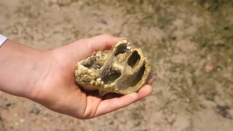 Old seashell. close-up, a hand is holding a fragment of a large old seashell, in Stock Footage 166704154